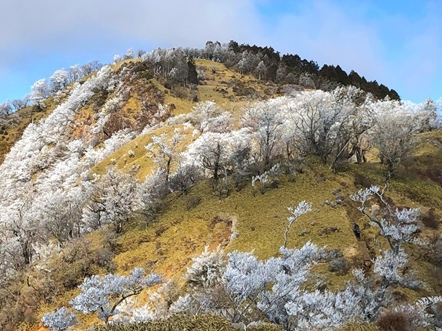 丹沢山手前の竜ヶ馬場への登り
