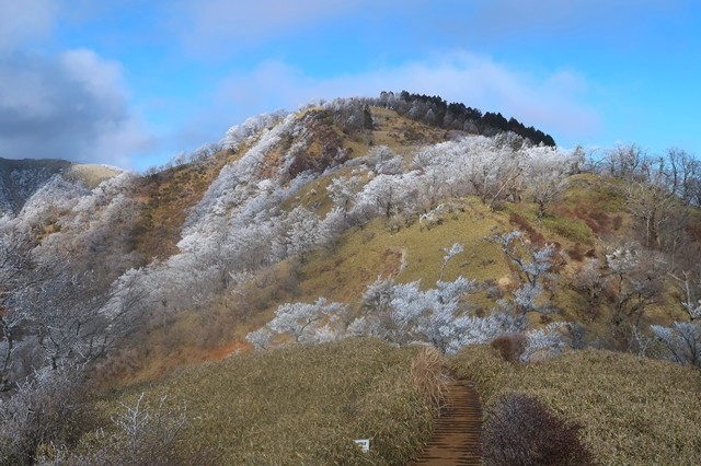 霧氷に覆われた丹沢山の山頂が見える登山道