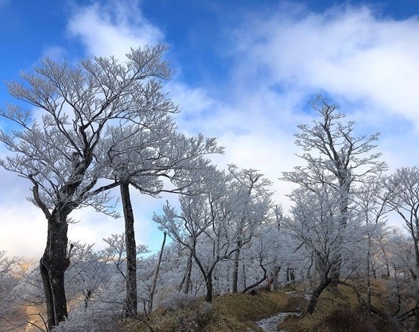 丹沢山登山で見た霧氷の景色