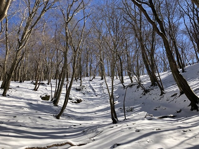 東雨乞岳までのルート樹林帯