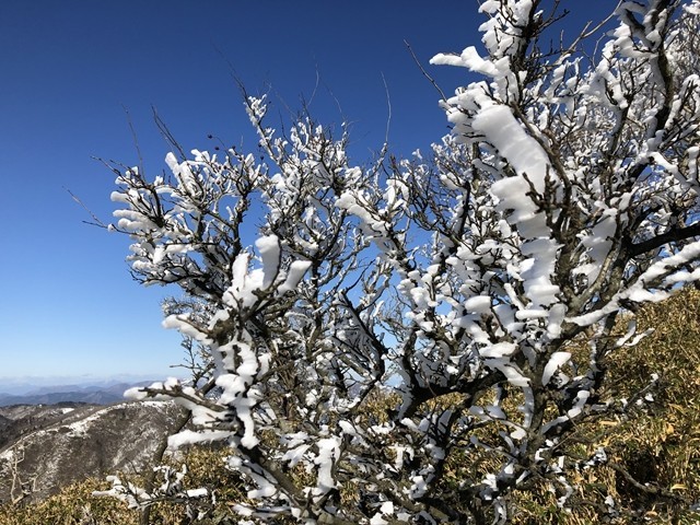 >雨乞岳の登山ルート上の霧氷