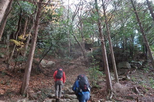 御在所岳登山道樹林帯