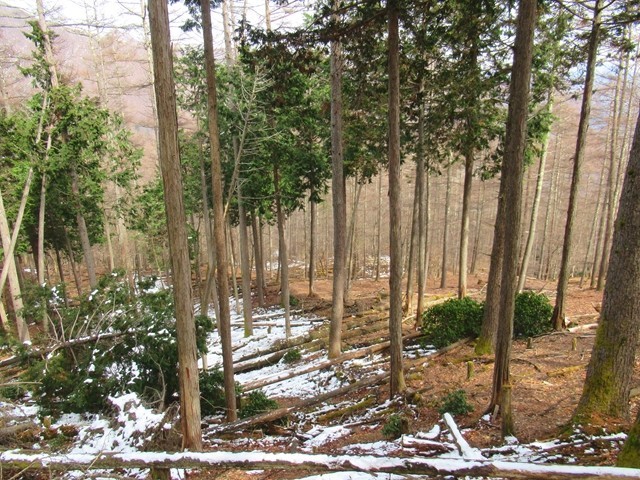 赤指尾根に登山者はなく静かな尾根