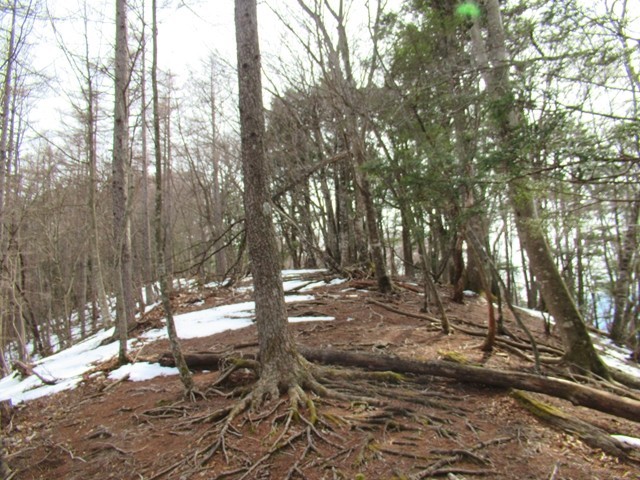 赤指尾根踏み跡が不明瞭