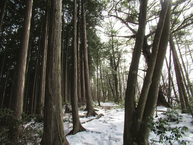 林道と赤指山の分岐