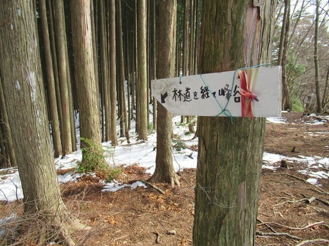 赤指山の山頂から少し進むと林道への分岐がある