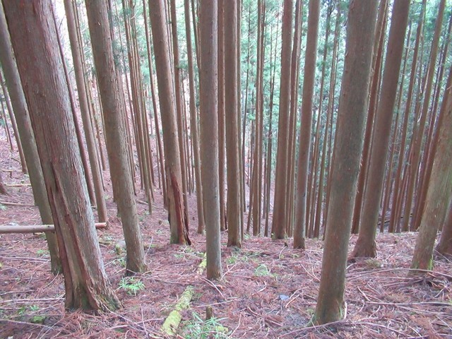 高修寺から下山のルート