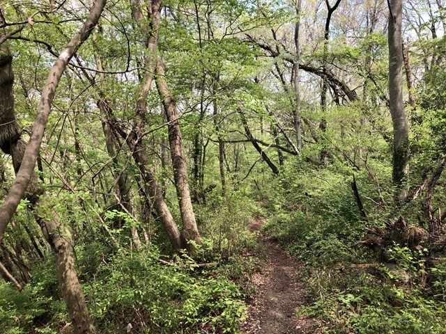 蓑山の登山道の様子