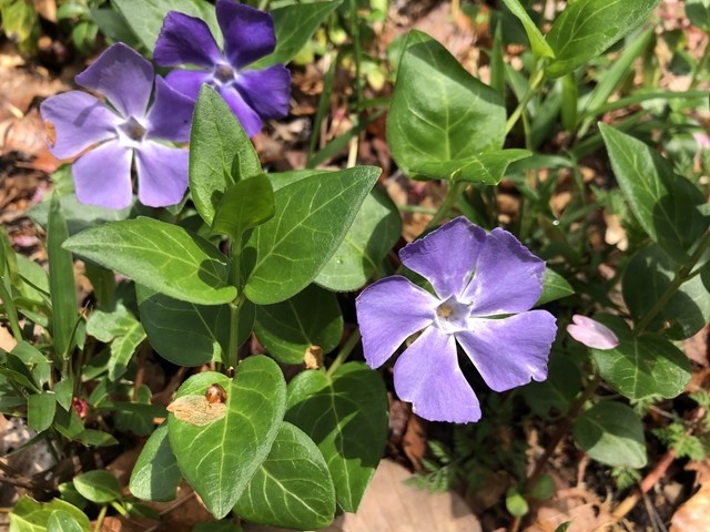 蓑山の登山道のお花の様子