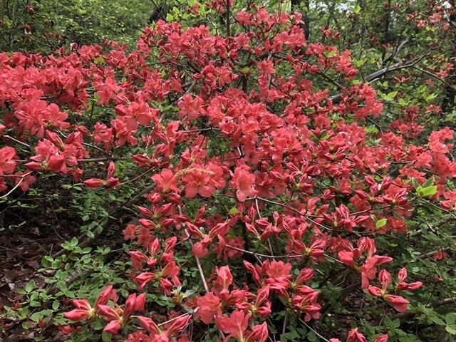 蓑山周辺のヤマツツジ開花状況