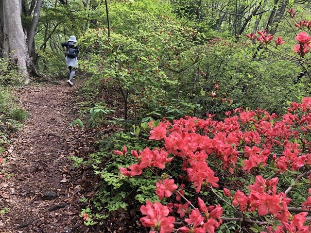 蓑山登山道の山ツツジ