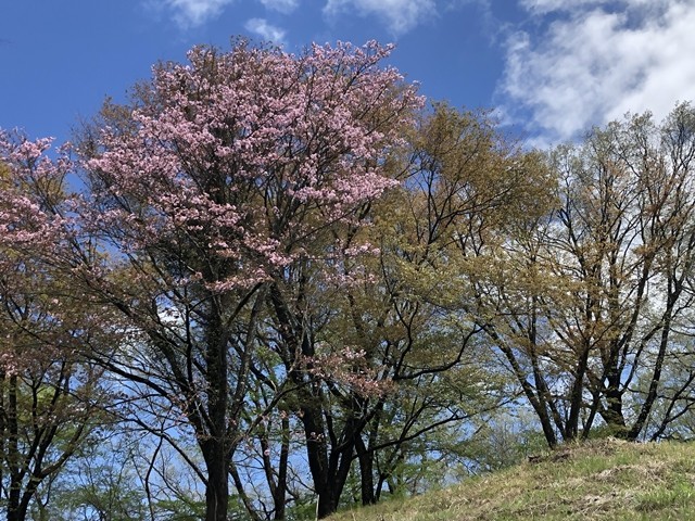 美し山公園の綺麗な桜
