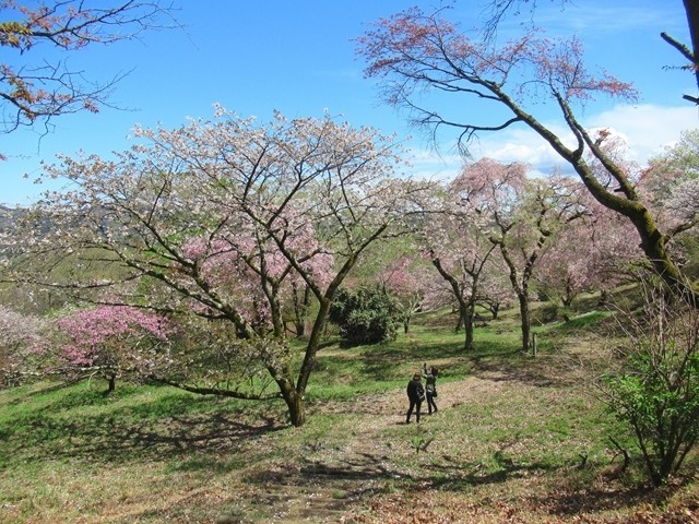 蓑山の桜並木