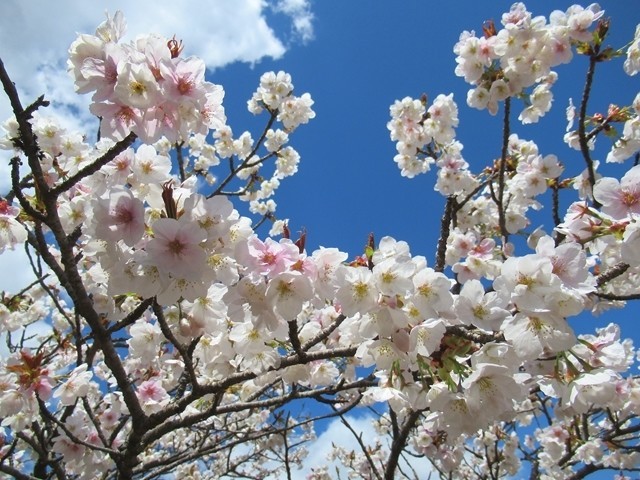 蓑山・美し山公園は「関東の吉野山」という別名がある