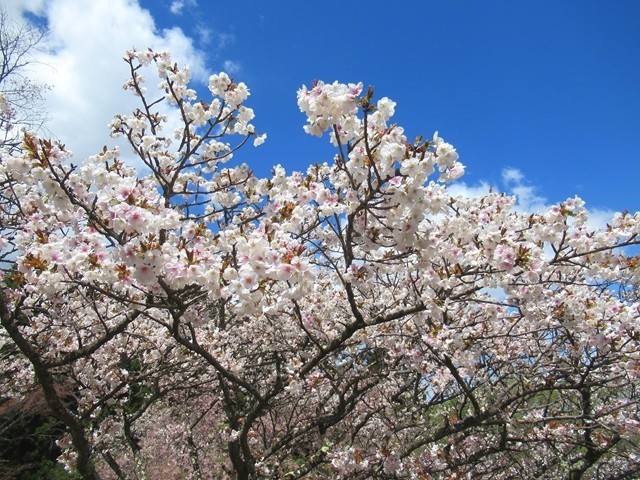 満開の桜と青空の様子