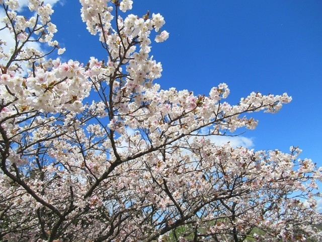 蓑山・美し山公園の桜が見事
