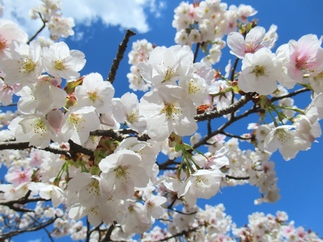 蓑山山登山と美し山公園ハイキングで桜鑑賞の様子