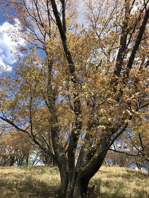 蓑山から和同黒谷駅下山ルート