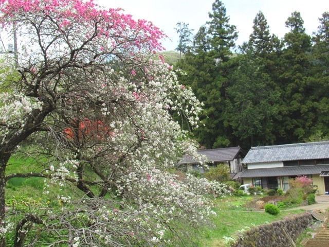 外秩父七峰縦走ハイキング大会ルート上民家のお花