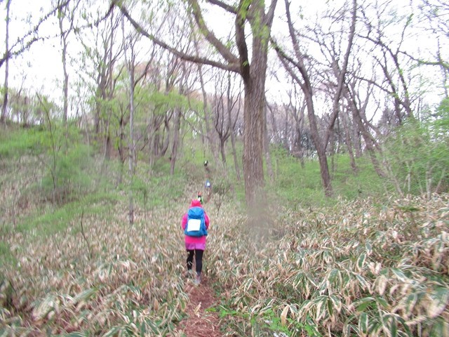 皇鈴山の笹藪ロード