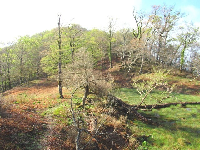 小屋池周辺の景色