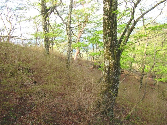 大黒尾根から弥次平山峰の登山ルート