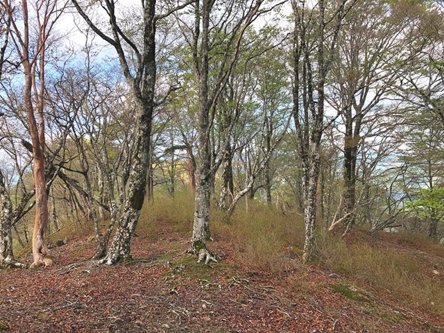 大黒尾根の激藪ルート