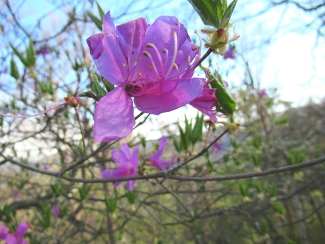 台高山脈縦走路のツツジの花
