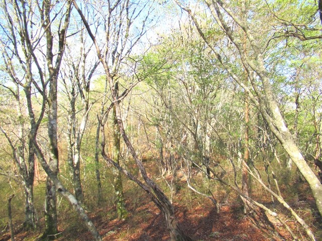 弥次平山峰へのルート