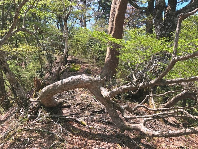 台高山脈縦走路の障害物