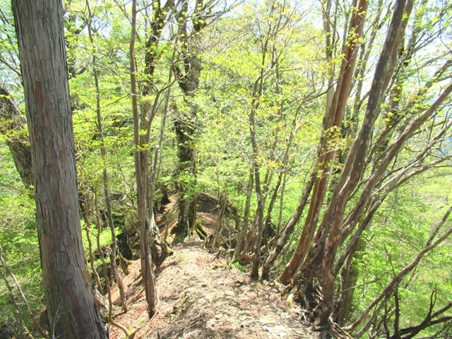 馬ノ鞍峰から父ヶ谷の高登山ルート