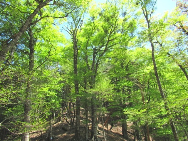 台高山脈を独り占め景色