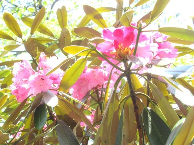 台高山脈の縦走路のシャクナゲの花
