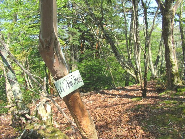 山ノ神ノ頭山頂の様子