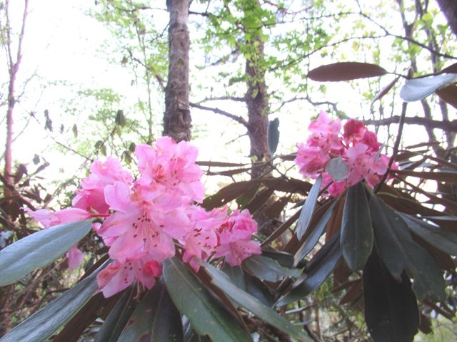 大台ヶ原シャクナゲの花