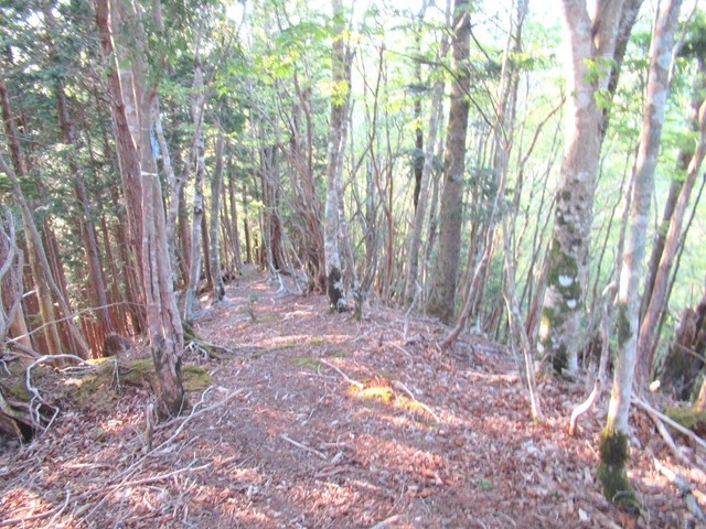 振子辻の登山道は分かり難い