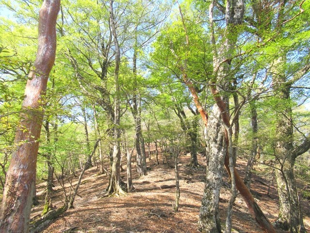 添谷山の山頂から大台辻までの縦走路は雰囲気の良い天然林