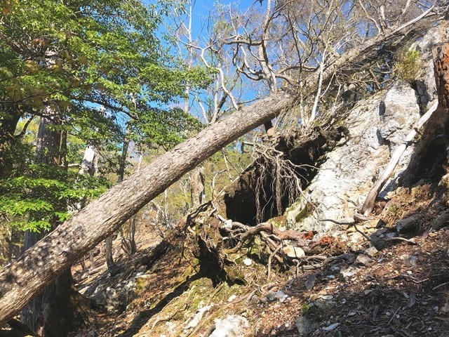 台高山脈縦走路の倒木