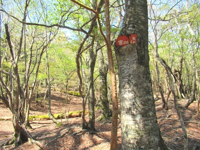 大台辻から金名水の水場を経由し大台ヶ原登山口目指して登山スタート