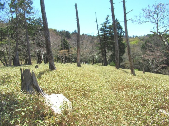 台高山脈縦走路日出ヶ岳登山道様子