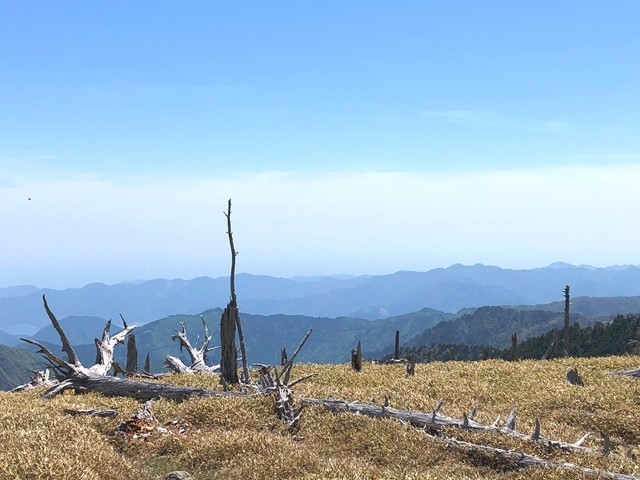 大台ヶ原らしい笹原の景色