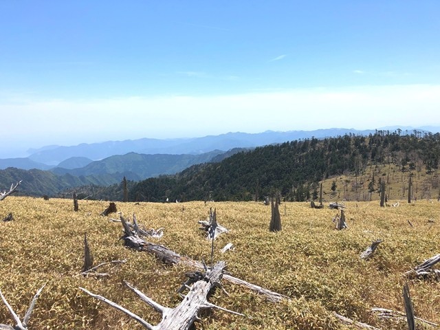 大台ヶ原白骨樹