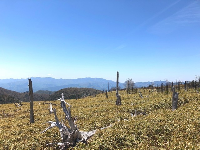 大台ヶ原白骨樹景色