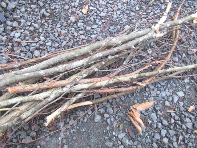 椿荘オートキャンプ場内で薪を拾った様子