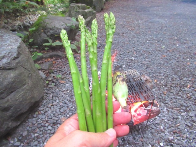 キャンプの焼き肉にアスパラガス