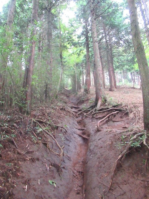 箱根外輪山ルートの様子