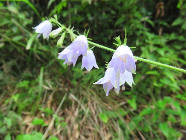 箱根外輪山のお花の様子