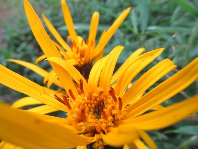 箱根外輪山明星ヶ岳山頂近くの黄色い花