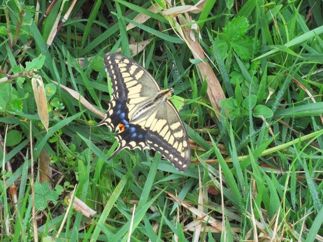 明星ヶ岳から金時山のルート上にいた蝶々