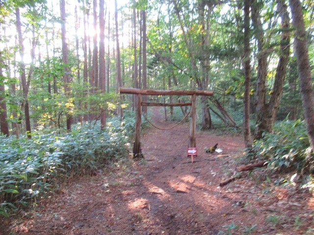 飯縄山の下山ルート樹林帯歩き